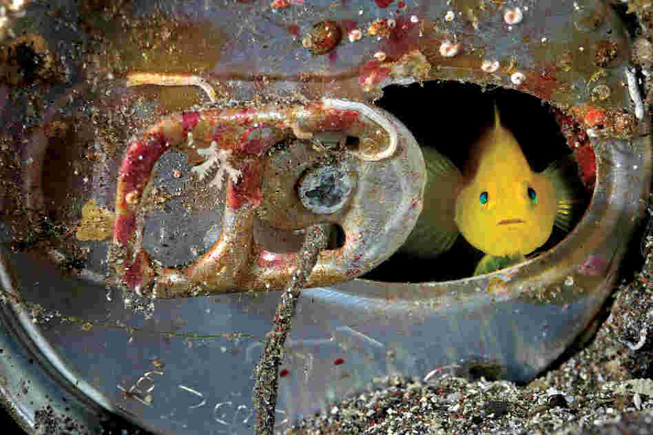 Yellow goby, Japan, 2008
