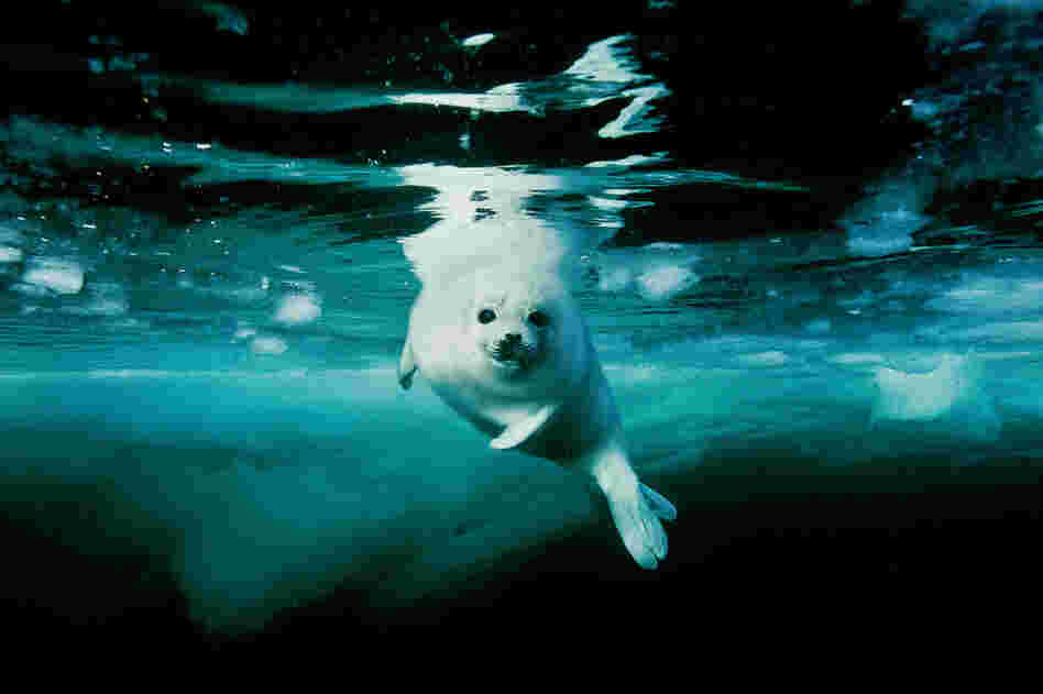 Harp seal pup, Canada, 2002