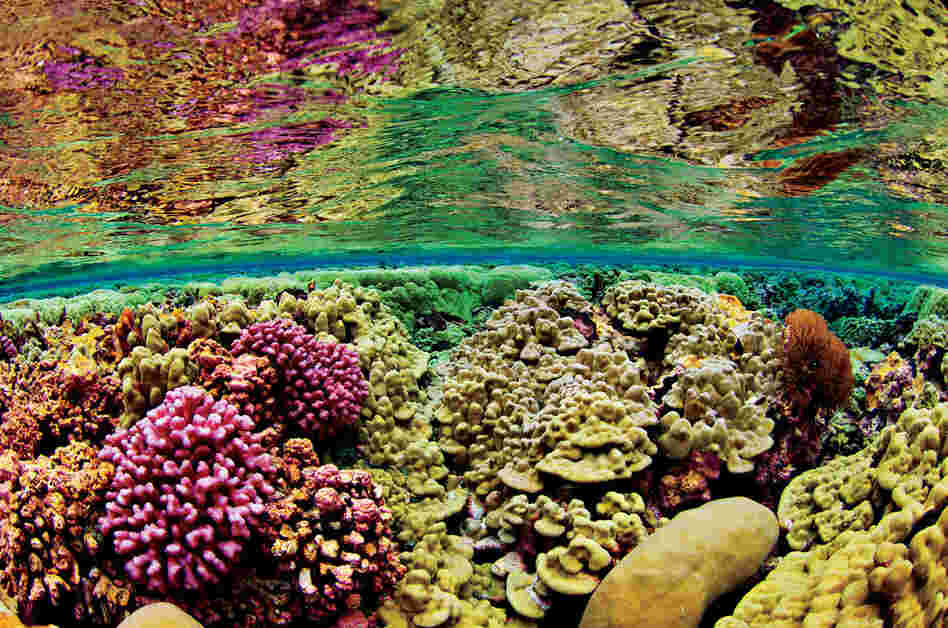 Shallow-water corals, Kingman Reef, 2007