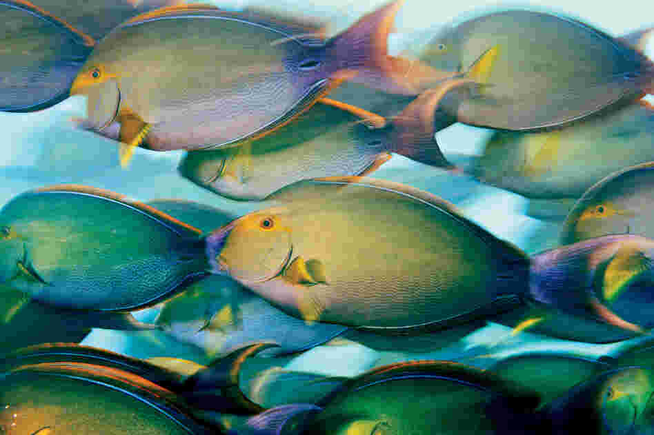 Yellow surgeonfish, Phoenix Islands, 2009