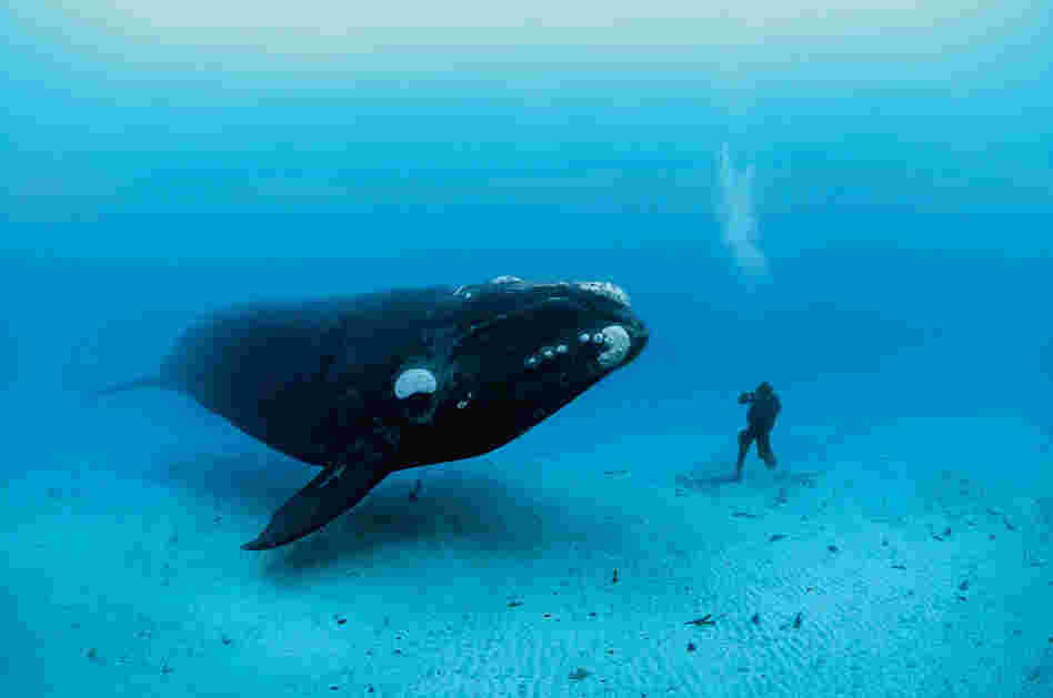 Southern right whale, New Zealand, 2007