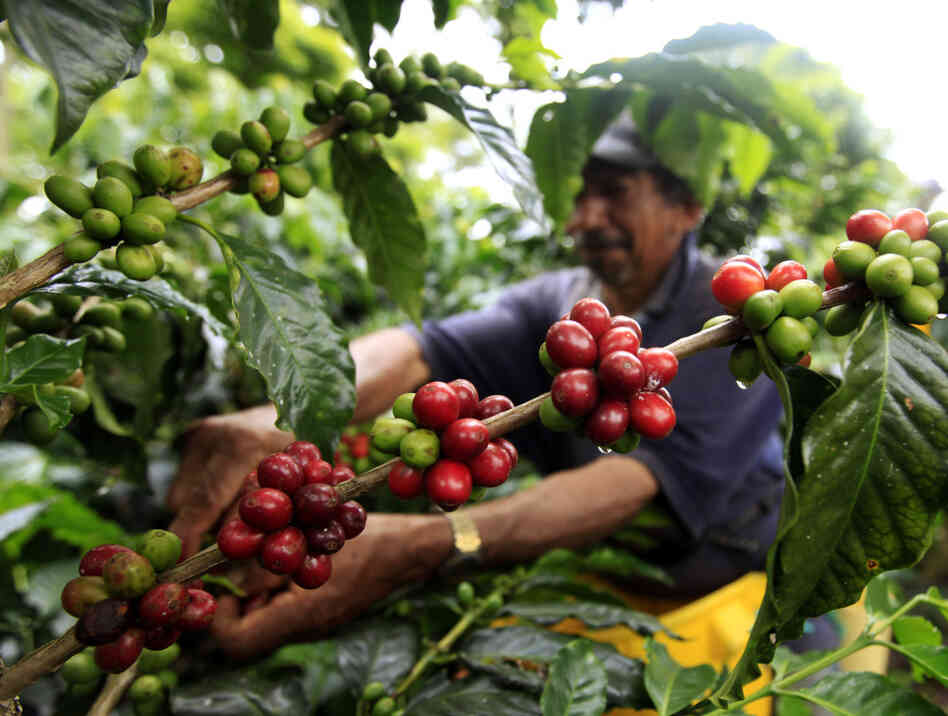 A coffee grower picks coffee fruits in a plantation near Montenegro in Quindio province, Colombia. Fair Trade USA wants to allow coffee from big estates like this one under its fair trade label. A coffee grower picks coffee fruits in a plantation near Montenegro in Quindio province, Colombia. Fair Trade USA wants to allow coffee from big estates like this one under its fair trade label.