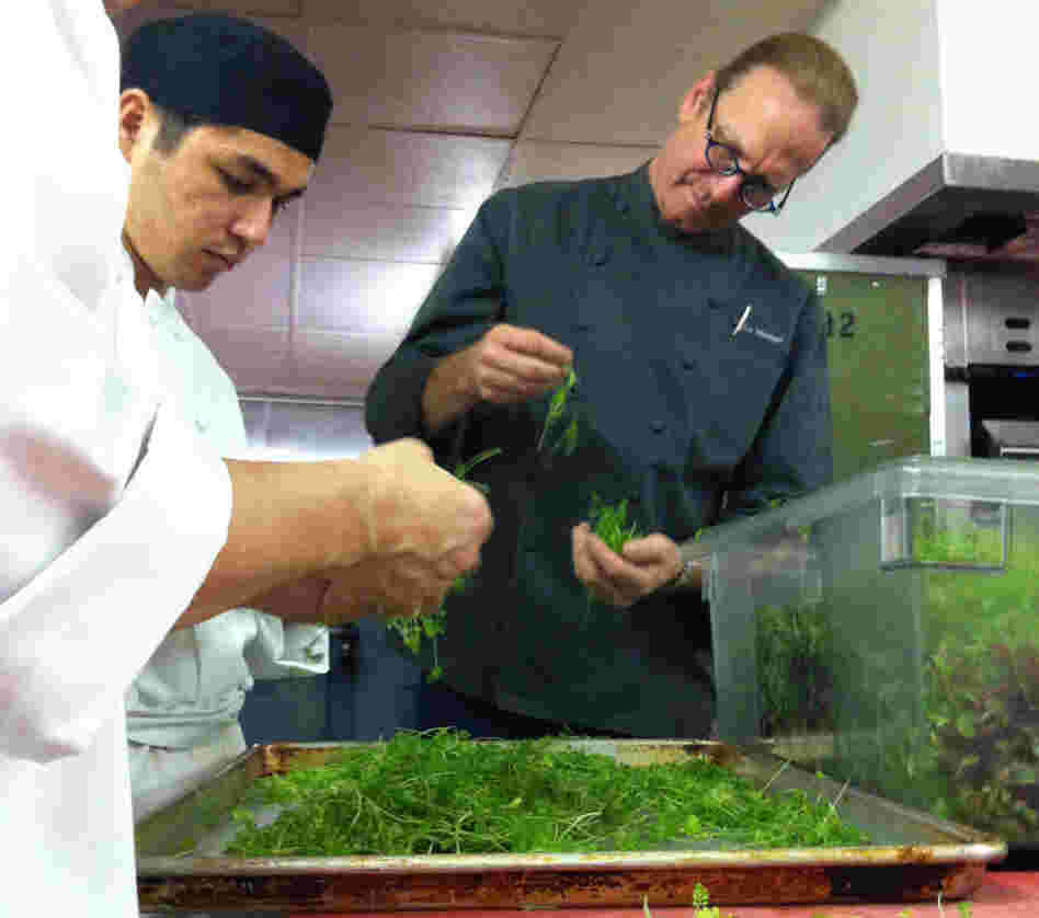  Michel Nischan and assistants prepare herbs for his chopped herb salad. 