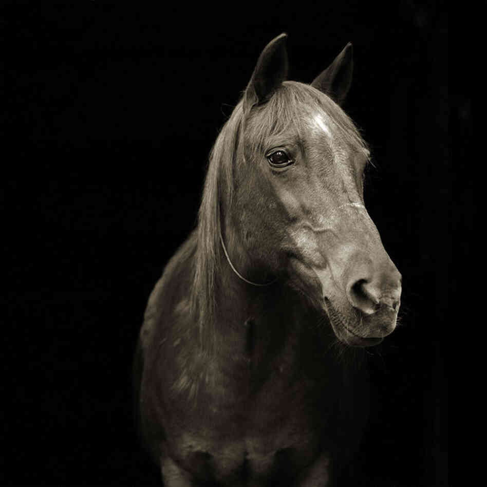 Pumpkin, Morgan Arabian Horse, Age 28