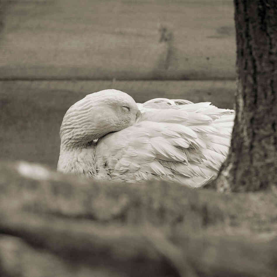 Embden Goose, Age 28 II