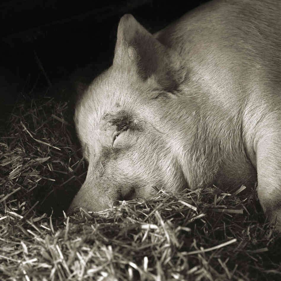 Teresa, Yorkshire Pig, Age 13