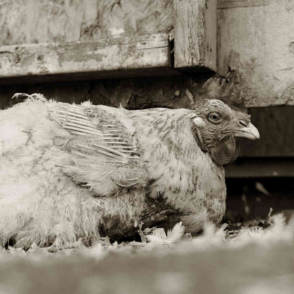 Rooster, Age Unknown