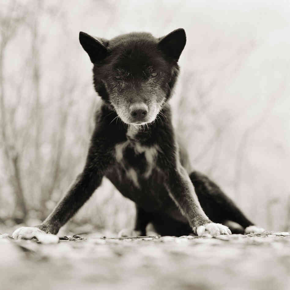 Blue, Australian Kelpie, Age 19