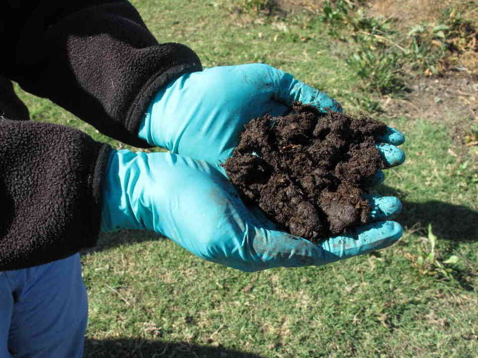 The soil in the wetlands area is dark and rich in carbon. Flooding of the land traps carbon from the air in the reeds and soil. 