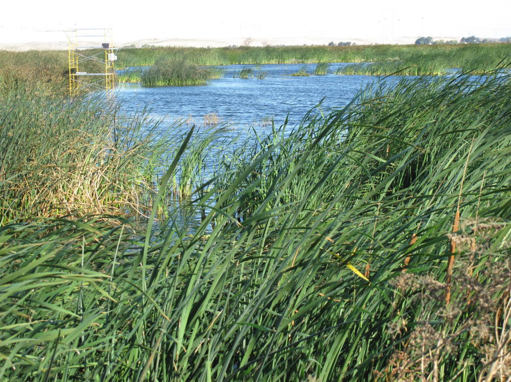 Tall grasses in the San Joaquin valley in California suck carbon dioxide out of the air and store it in the soil. It's one option that environmentalists are pursuing for greenhouse gas 'offsets' that can be bought and sold in the state. (Image credit: NPR)