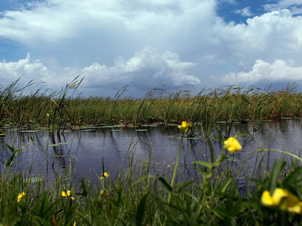 Florida Gov. Rick Scott says his administration will focus on restoring the Everglades. There are skeptics, however, because Scott oversaw cuts to restoration programs in his first year in office.