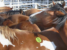 Since the ban on U.S. slaughterhouses in 2006, tens of thousands of unwanted or aging horses were exported to Canada and Mexico for slaughter. Since the ban on U.S. slaughterhouses in 2006, tens of thousands of unwanted or aging horses were exported to Canada and Mexico for slaughter.