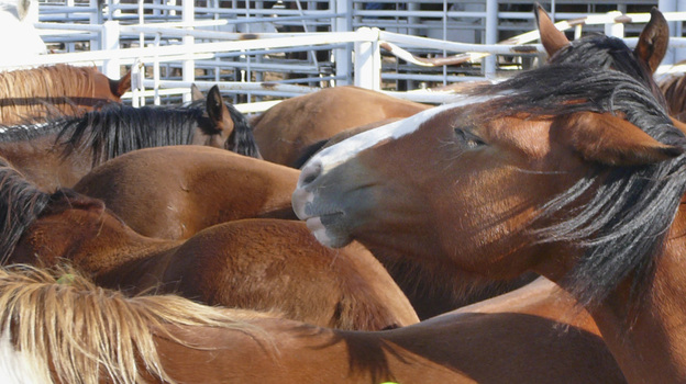 Since the ban on U.S. slaughterhouses in 2006, tens of thousands of unwanted or aging horses were exported to Canada and Mexico for slaughter.