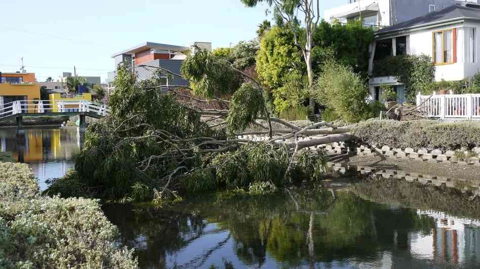 A fallen tree over one of the famous canals of Venice Beach. A fallen tree over one of the famous canals of Venice Beach.