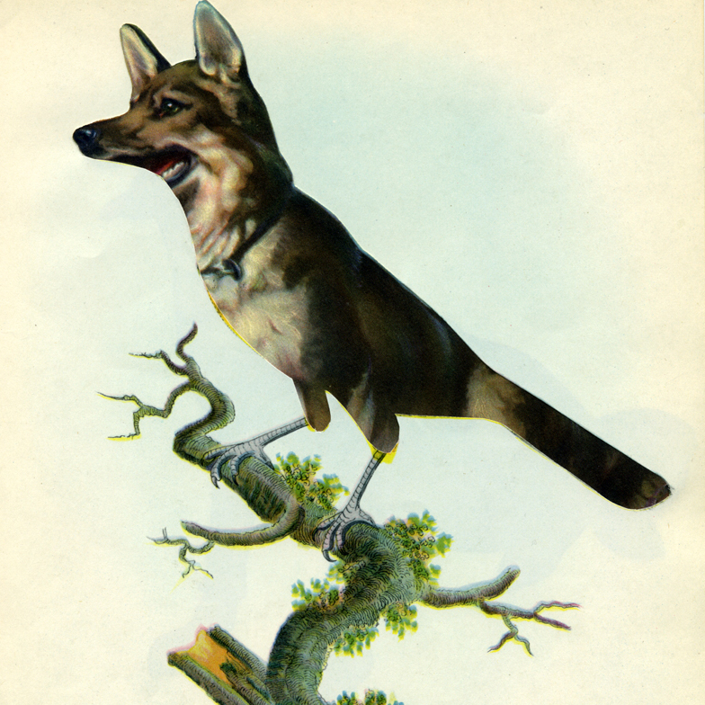 Bird Dog