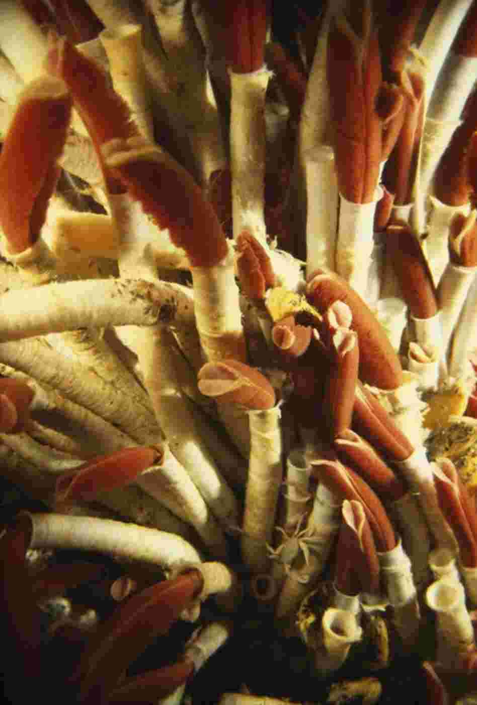 In the mid-1970s, the deep sea was believed to be too barren to support life. Then scientists stumbled upon tangles of long, slender, red-tipped worms that rose from the rocks like a field of flowers. 