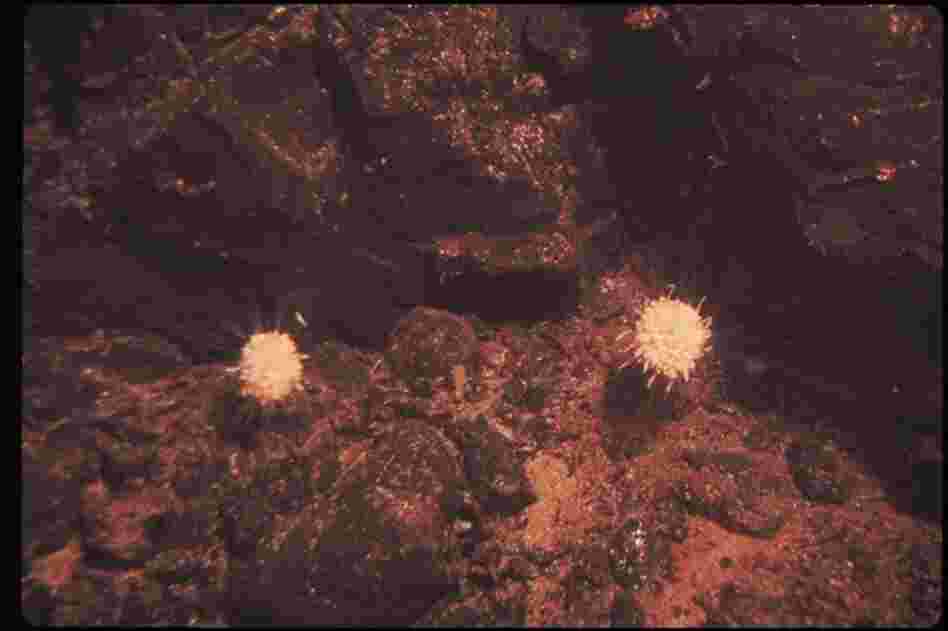 The researchers also found siphonophores, a relative of jellyfish, anchored to rocks near the vents. "We called them dandelions," Crane says. "They kind of look like little spaceships out there. It really was like going to another planet — some things you could just never imagine." 