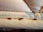 Often times, bed bug infestations stem from a succession of inbreeding from one female's progeny. Often times, bed bug infestations stem from a succession of inbreeding from one female's progeny.