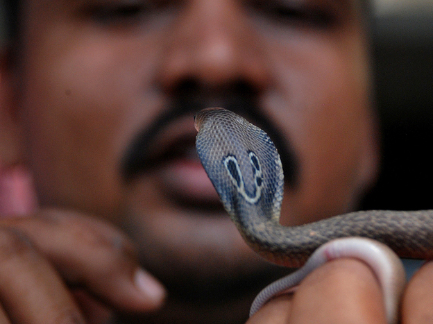 Snake handler Subhendu Malllik holds up an Indian baby cobra hatchling after it emerged from an egg on the outskirts of Bhubaneswar, India, in June. The venomous snake is indigenous to South Asia. Snake handler Subhendu Malllik holds up an Indian baby cobra hatchling after it emerged from an egg on the outskirts of Bhubaneswar, India, in June. The venomous snake is indigenous to South Asia.