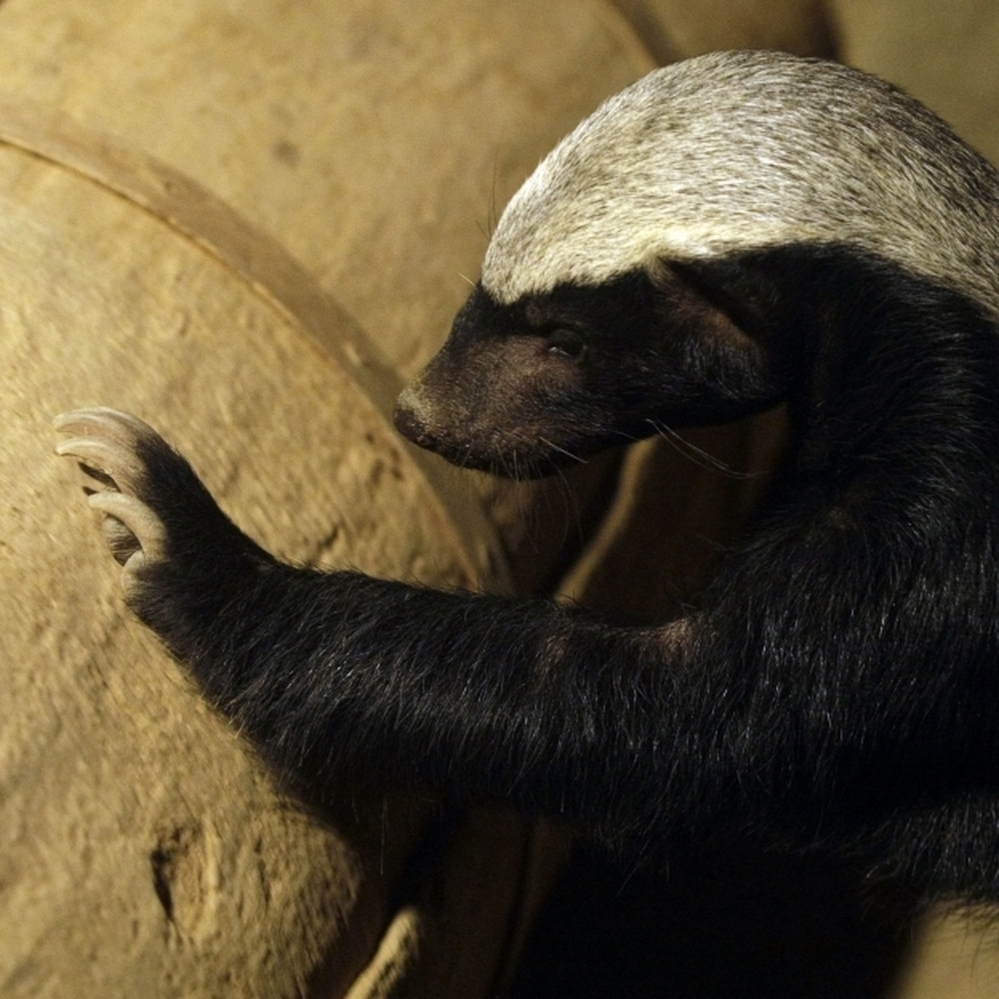 Off the football field, the honey badger can rip the head off a cobra.