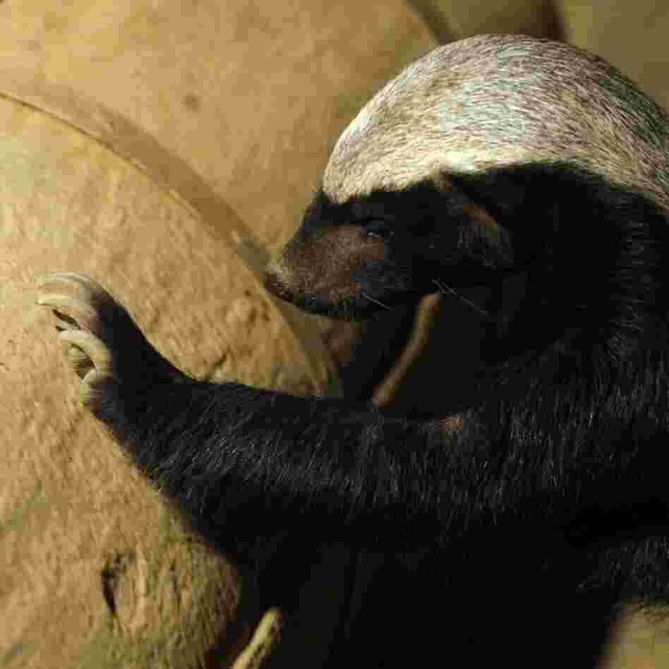 Off the football field, the honey badger can rip the head off a cobra.