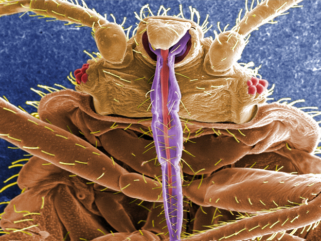 When it comes to bedding down with a mate, bedbugs aren't too choosy.