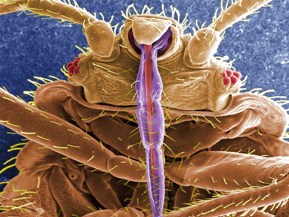 When it comes to bedding down with a mate, bedbugs aren't too choosy.