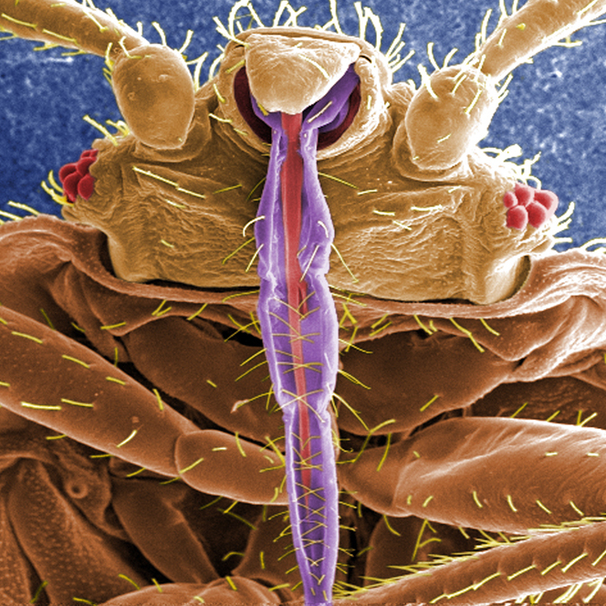 When it comes to bedding down with a mate, bedbugs aren't too choosy.