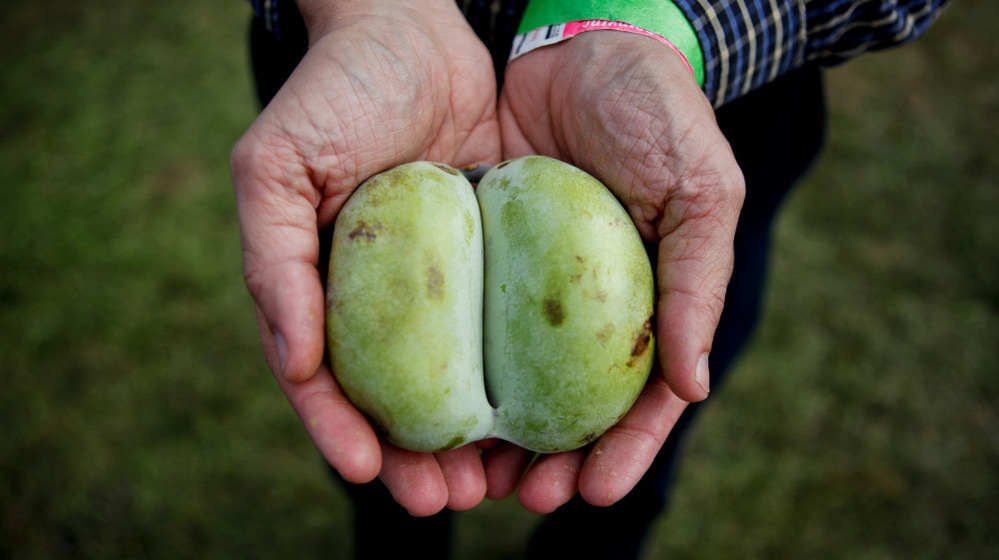 This year saw more people interested in foraging for fruit like the pawpaw, which looks like a mango, but is native to North America.