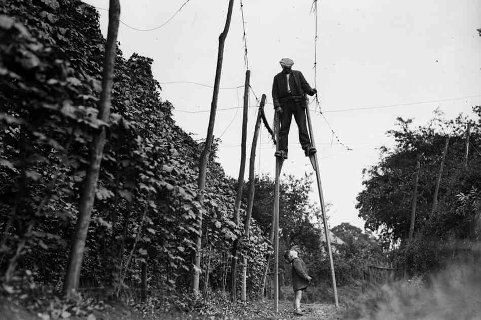 A stilt walker works in the hop fields of Wateringbury, England, in 1931. Hops grow on climbing vines and are used primarily in beer. 