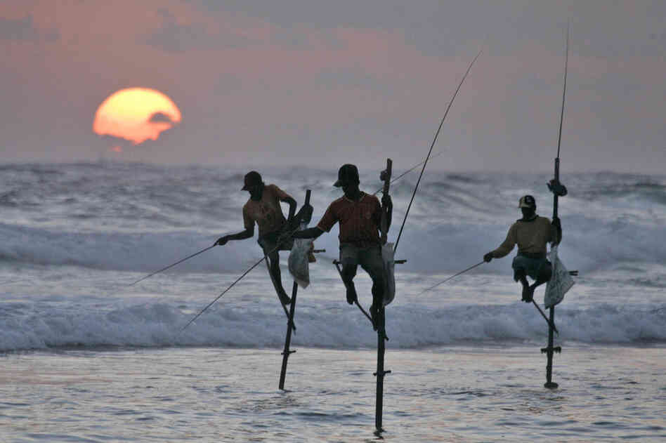 Fishermen use stilts to fish off the coast of Koggala, Sri Lanka. 