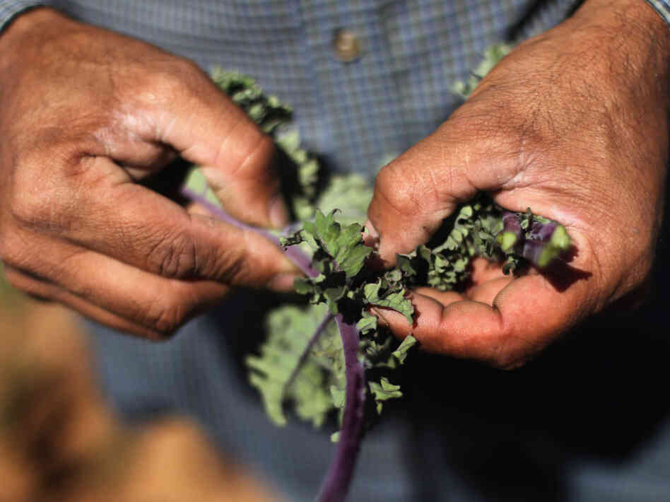 A farm worker inspects organic kale at the Grant Family Farms  in Wellington, Colo.