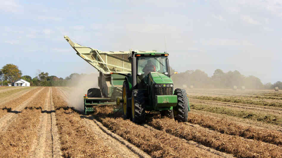 A peanut combine rolls over rows of peanuts, picking them off the vine on Benny Johnston's farm in Ocilla, Ga. Because of the weather and other crop prices, the price of peanuts has been rising. A peanut combine rolls over rows of peanuts, picking them off the vine on Benny Johnston's farm in Ocilla, Ga. Because of the weather and other crop prices, the price of peanuts has been rising.