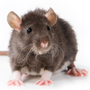 A new study finds that rats will intentionally work to free a trapped pal. A new study finds that rats will intentionally work to free a trapped pal.