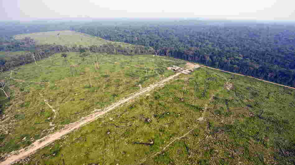 The world's forests act as massive sponges, sucking carbon from the atmosphere. Above, an aerial photo from 2009 shows massive deforestation in the Brazilian state of Para. The world's forests act as massive sponges, sucking carbon from the atmosphere. Above, an aerial photo from 2009 shows massive deforestation in the Brazilian state of Para.