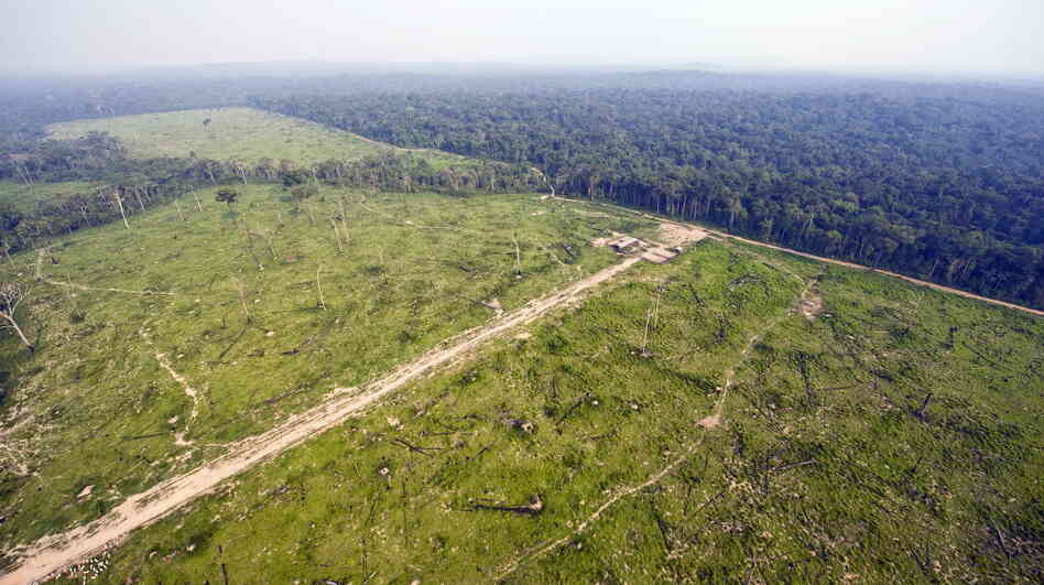 The world's forests act as massive sponges, sucking carbon from the atmosphere. Above, an aerial photo from 2009 shows massive deforestation in the Brazilian state of Para. The world's forests act as massive sponges, sucking carbon from the atmosphere. Above, an aerial photo from 2009 shows massive deforestation in the Brazilian state of Para.