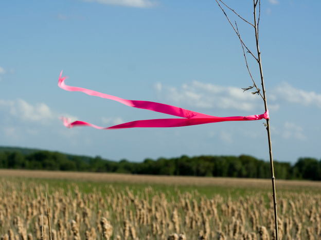Controlling some environmental factors can reduce breast cancer risk.