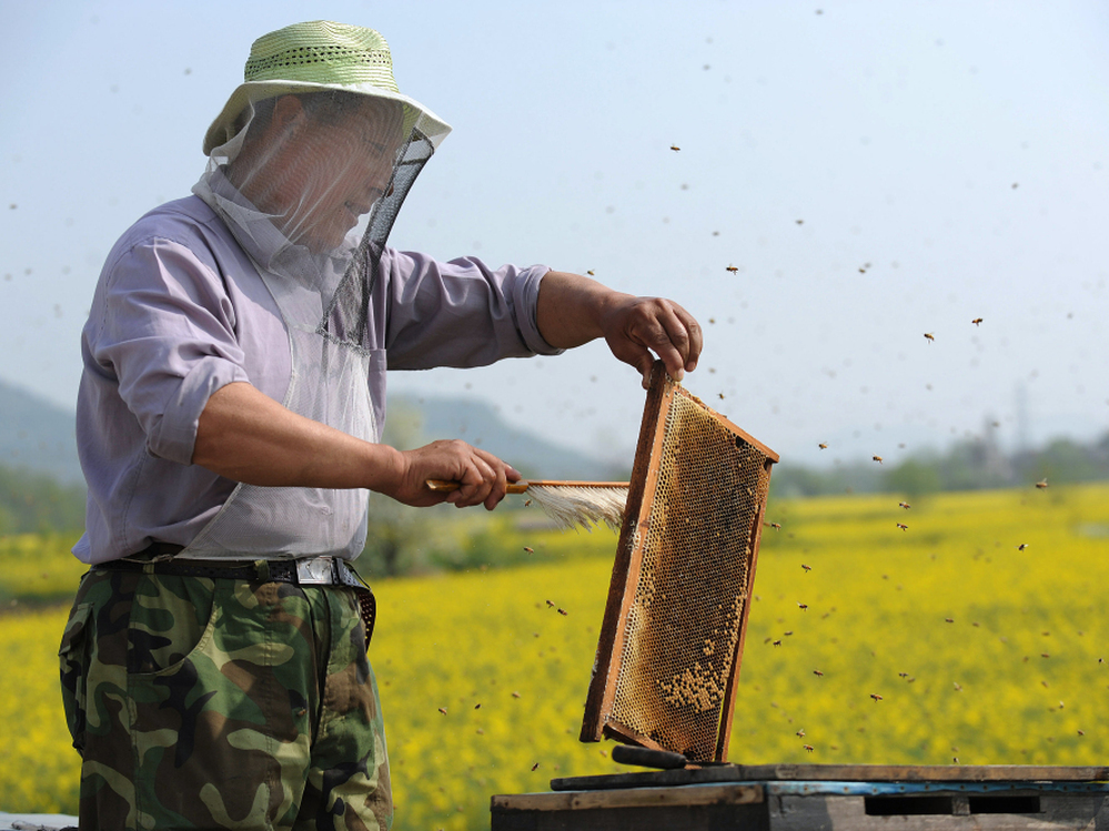 A Chinese beekeeper harvests honey beside a rapeseed field in Anhui province. China is a major producer of honey and bee products.