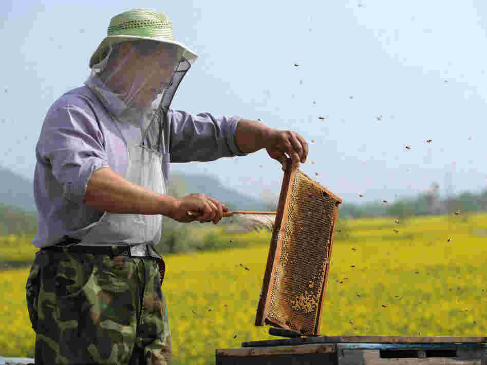 A Chinese beekeeper harvests honey beside a rapeseed field in Anhui province. China is a major producer of honey and bee products.