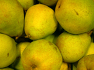 Comice pears are super-yummy, but not approved for schookids. Comice pears are super-yummy, but not approved for schookids.