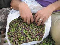 Olive Oil Season: A West Bank Kitchen Story