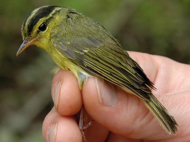 A limestone leaf warbler (Phylloscopus Calciatilis), so-called because it breeds in limestone karsts in Laos and has a loud, unique call, is one of the new species identified in the WWF report.
