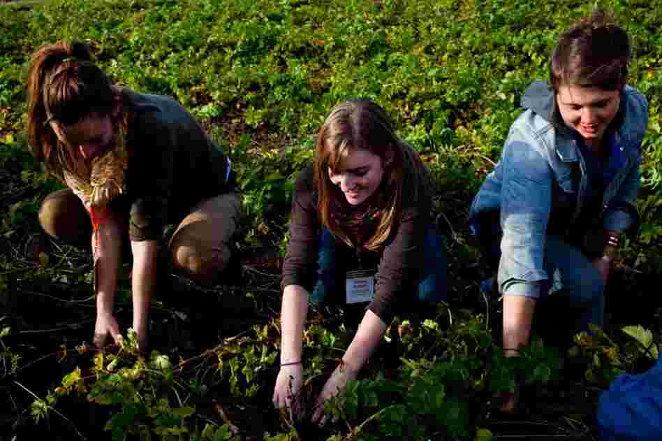 Young farmers get their hands dirty picking parsnips while singing worksongs during  a workshop  at the 2011 Young Farmers Conference.