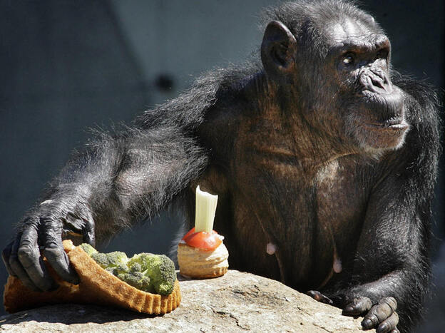 While the United States continues to use chimpanzees in biomedical research, other countries have stopped the practice. This chimpanzee is one of 13 previously used by the Dutch for animal testing. The group was moved in 2006, when this photo was taken, to a retirement facility.
