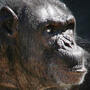 While the United States continues to use chimpanzees in biomedical research, other countries have stopped the practice. This chimpanzee is one of 13 previously used by the Dutch for animal testing. The group was moved in 2006, when this photo was taken, to a retirement facility.