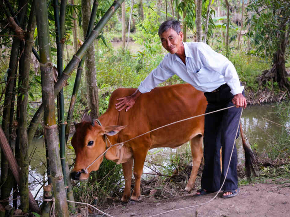A man with a cow in Dong Thap province in southern Vietnam. He got the cow from Heifer International — as well as training and resources to care for it. A man with a cow in Dong Thap province in southern Vietnam. He got the cow from Heifer International — as well as training and resources to care for it.