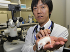 Takashi Yokoo, head of a project researching kidney regeneration at Tokyo's Jikei University School of Medicine, holds a mouse at his laboratory. Takashi Yokoo, head of a project researching kidney regeneration at Tokyo's Jikei University School of Medicine, holds a mouse at his laboratory.