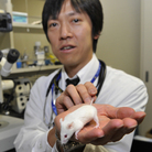 Takashi Yokoo, head of a project researching kidney regeneration at Tokyo's Jikei University School of Medicine, holds a mouse at his laboratory. 