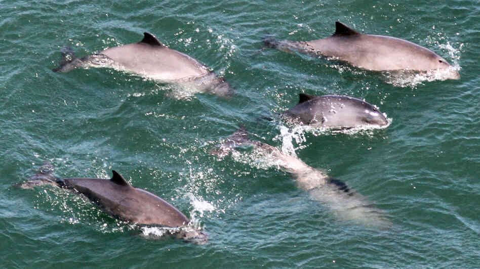 A group of harbor porpoises in San Francisco Bay, photographed from the Golden Gate Bridge. Harbor porpoises haven't been seen in the bay since the 1930s. Researchers believe World War II activity may have contributed to their disappearance. The Navy strung a seven-mile underwater net across the mouth of the bay to keep out enemy submarines. A group of harbor porpoises in San Francisco Bay, photographed from the Golden Gate Bridge. Harbor porpoises haven't been seen in the bay since the 1930s. Researchers believe World War II activity may have contributed to their disappearance. The Navy strung a seven-mile underwater net across the mouth of the bay to keep out enemy submarines.