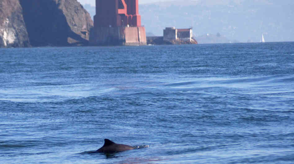 A harbor porpoise comes up for air near the Golden Gate Bridge. The porpoises are returning to the bay in growing numbers after a 60-year absence. A harbor porpoise comes up for air near the Golden Gate Bridge. The porpoises are returning to the bay in growing numbers after a 60-year absence.